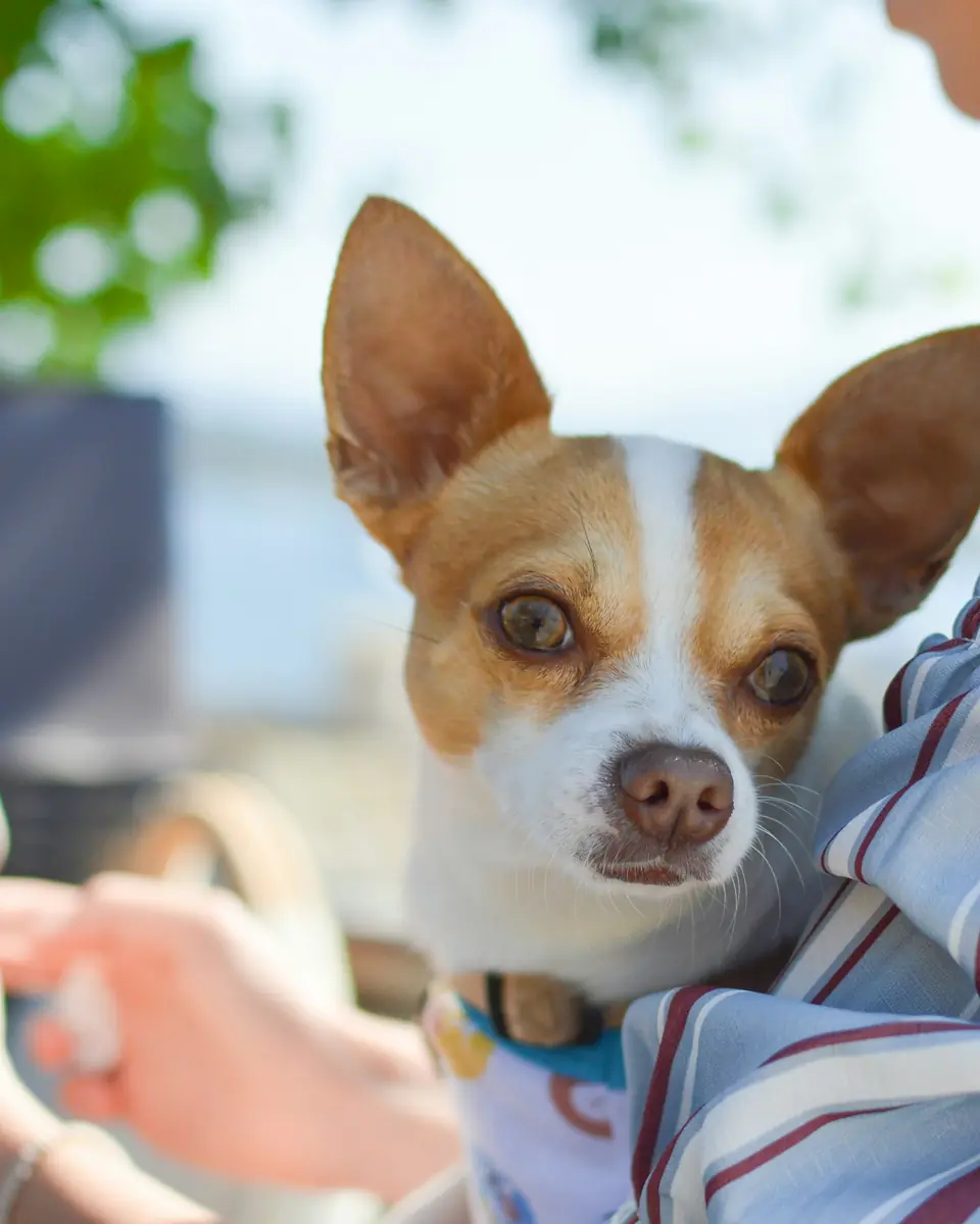 A chihuahua in its owner's arms while the owner holds a phone